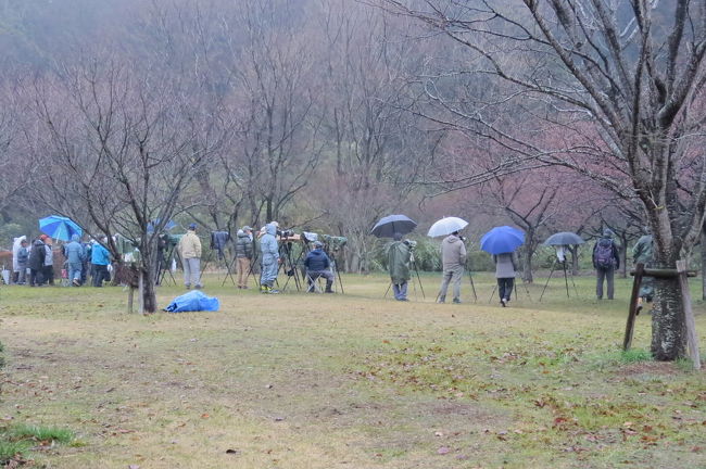 　三重県紀宝町で珍鳥ヤドリギツグミを見て戻ってからわずか２日後、今度は神奈川県相模原市に珍鳥ウタツグミが出たとの情報が入りました。<br />　野鳥図鑑で調べてみると、「きわめて稀な迷鳥として1987年横浜市で記録された他、日本海側の島嶼で記録がある」との事。<br />　これは見に行かなくっちゃという訳で、朝7時に友人Ｂさんと二人で再び珍鳥を求めて出かけました。<br /><br />表紙写真は、目的地の「相模川自然の村公園」で、珍鳥ウタツグミを待ち続けるカメラマン。<br /><br />（注）「珍鳥のブログへの掲載は慎重に」というアドバイスを受けていましたが、すでに３月４日には相模原市の方で一般に公表しており、３月５日には朝日新聞にも掲載されたとの事で、また、他のブログでも紹介されているので、今回掲載しました。<br /><br />※ 2017.02.27 位置情報登録