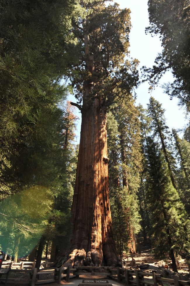 5月28日から2週間のアメリカ西海岸のドライブ旅行、その６）、最後は Sequoia National Park で一泊してセコイヤの巨木を見た後、Los Angels に戻って Beverly Hills、Little Tokyo、Olvera Street、Huntington Park を訪れました。<br />そして LAX から JAL で帰国、15日間の楽しい旅を終えました。<br /><br />総走行距離は 2,200 Miles 3,520 km、何とか無事に走り切りました。<br /><br />　1) Santa Monika, Joshua Tree, Calico Ghost Town, Bagdad Cafe<br />　2) Las Vegas, Lake Mead, Valley of Fire<br />　3) Death Valley<br />　4) Lone Pine, Manzanar, Mono Lake<br />　5) Yosemite, Mariposa Grove<br />-&gt;6) Sequoia, Beverly Hills, Little Tokyo, Huntington Park