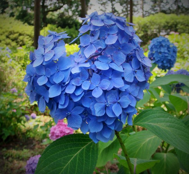 紫陽花寺として知られる宇治の三室戸寺、約１万株の紫陽花が境内を彩ります。<br />花の数は数十万輪、その中にハート形の花があると話題に。<br />ハートに見える花は日によって変わるそうで、毎日数個はあるようです。<br />平成修理を終えた平等院鳳凰堂も合わせて、宇治の一日を満喫しました。<br />　