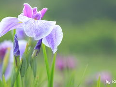 ◆◇横須賀しょうぶ園で和の花を楽しむ1日◇◆