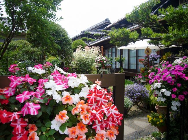 梅雨の晴れ間、「今、紫陽花が盛りです！」・・・と聞いて、可愛い果樹の村に花を見に行きます。<br />そして素敵な革工房にも立ち寄り、河内長野の古い町並みも散策の予定。<br />天野酒の酒蔵でお中元の下見をして、ランチは大阪狭山市でフレンチを予約済です。