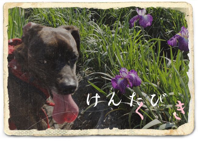 愛犬Ｋｅｎと旅する企画『 犬旅 』<br /><br />第１３回は、それってどこやねん！の久喜。<br />Ｋｅｎちゃんの顔に免じて、許してやってください。