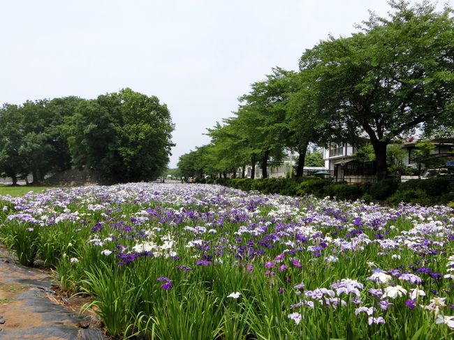 主人が何日か留守なので、実家近くの赤堀しょうぶ園へと行ってまいりました。<br />梅雨時とは思えない良い天気の中の散歩となりました。