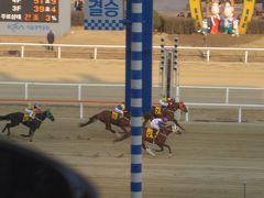 2014 久々にソウル競馬場に行ってみました！