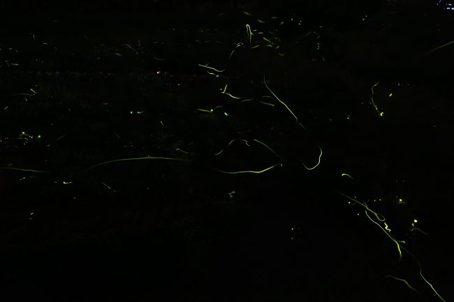 ホタルが乱舞するというのを聞いて、信州の辰野町へ撮影に行ってきました。<br /><br />http://kankou.town.tatsuno.nagano.jp/firefly.html<br /><br />夜８時から９時までの１時間に３５００匹が舞っていたようですが、技量不足でほとんどシャッターが切れませんでした。<br /><br />ISO感度や絞りを調節し、シャッタースピードを30秒にしたのですが、初めてのマニュアル撮影は、限界がありました。<br /><br />あえなく撃沈でした。<br /><br />そもそもレリーズも持っていかなくて、辺りが漆黒の闇というのも想定外でした。<br /><br />周りのカメラマンの会話を聞いていると上級者向けのようでした。<br /><br />途中でシャッターを切るのを諦めて目で堪能しましたが、チョッと悔しい。<br /><br />腕を上げていつかホタルの写真を撮れるようになりたい。<br /><br />ホテルは、駅前にコンビニも飲食店もない中、タクシーで数分のエルボン辰野に泊まりました。もう少し予約が早ければ、駅前のみのわ屋旅館に泊まれたのですが。<br />http://www.lcv.ne.jp/~minowaya/index.html<br /><br />ホタル撮影に当たり、３時間前から場所を取っていたのですが、「カメラマンは、場所を動かず、三脚もスペースを取って、全く迷惑な存在だ」というお叱りを受けて、三脚に体当たりを受けたり嫌がらせを受けたのはとても傷つきました。