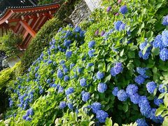 アジサイ見学「三室戸寺」&「中村藤吉」でスィーツ&「しゅばく」でランチ&世界遺産の「平等院」★  