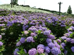 晴れ女さんと「かざはやの里」の紫陽花を見に行って心も晴れに♪