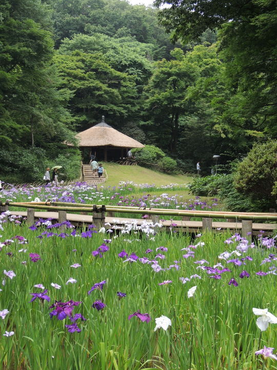 梅雨の合間のひと時、花菖蒲が見ごろの原宿の明治神宮御苑に行ってまいりました。<br /><br />明治神宮は明治天皇と昭憲皇太后をお祀りする神社です。<br /><br />この時期、御苑では花菖蒲が見ごろで、大勢の見学客が訪れ、白や紫の花菖蒲を楽しんでいました。<br /><br /><br />明治神宮御苑<br /><br />JR原宿駅、地下鉄千代田線明治神宮駅前下車