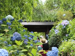 季節の花を楽しむ　PART3－①　（2014年6月　北鎌倉の明月院で紫陽花を鑑賞）