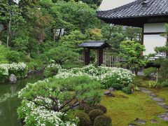 雨の庭の半夏生が美しく半化粧～建仁寺　両足院～