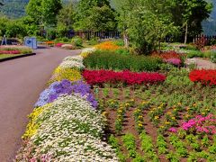 くじゅう花公園a 　久住山を借景とした花畑広々と　☆温室のベコニアも多彩に