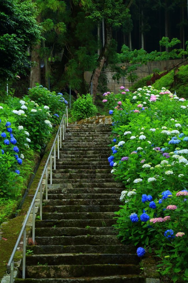 時折小雨のパラつく曇り空。<br />紫陽花日和は綾部と福知山のあじさい寺へ。<br /><br /><br />東光院（とうこういん）<br />丹州觀音寺（かんのんじ）<br />円満院（えんまんいん）