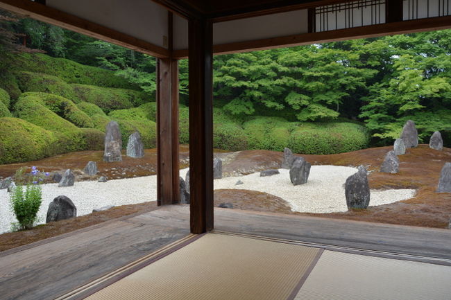 恒例の東福寺光明院のお墓掃除から<br />藤森神社の紫陽花の撮影に行き<br />三室戸寺へ向かう途中で黄檗の萬福寺に寄り道して<br />三室戸寺に到着が17時10分<br />ところが紫陽花のライトアップが19時から<br />ちょっと待ってらんねえなあと思っていたところへ<br />家族からメールが入って急遽樟葉に帰りました。<br />三室戸寺の紫陽花のライトアップはもう少しあるようですから<br />機会があれば訪問したいと思います。