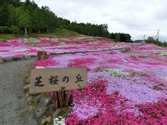 美国、倶知安で過ごした楽しい時間♪綺麗な芝桜と美味しい海鮮丼☆