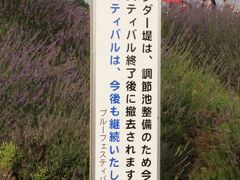 ショック！今年で見納め！！　久喜市菖蒲のラベンダー堤　今が見ごろそして最後の紫の花たち