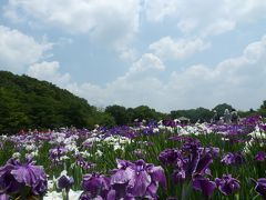 西武鉄道　ウォーキング＆ハイキング　八国山・北山公園を歩く