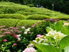 宇治・三室戸寺のアジサイ祭