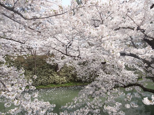 東京では一月前に散ってしまった桜を追いかけて、GWは北東北へ。<br />弘前城の近くに「借りぐらしのアリエッティ」のモデルと言われるお屋敷があると聞いて、盛美園にも寄って来ました。<br /><br />東北の遅い春の記録です。<br /><br /><br />【行程】<br />★4/27(日)【青森編】弘前城、盛美園<br />　4/28(月)【秋田編】角館、田沢湖　http://4travel.jp/travelogue/10900592<br />　4/29(祝)【岩手編】小岩井農場、龍泉洞　http://4travel.jp/travelogue/10900606<br /><br />【交通手段】<br />　自家用車、レンタカー