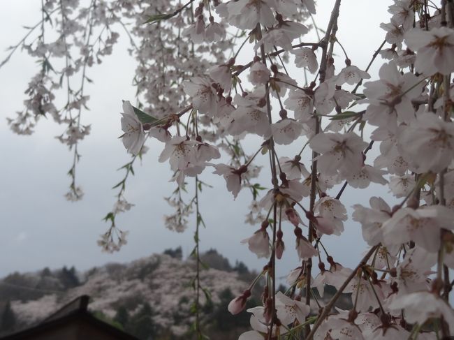 東京では一月前に散ってしまった桜を追いかけて、GWは北東北へ。<br />みちのくの小京都・角館は、しだれ桜の名所。<br /><br />東北の遅い春の記録です。<br /><br /><br />【行程】<br />　4/27(日)【青森編】弘前城、盛美園　http://4travel.jp/travelogue/10900573<br />★4/28(月)【秋田編】角館、田沢湖<br />　4/29(祝)【岩手編】小岩井農場、龍泉洞　http://4travel.jp/travelogue/10900606<br /><br />【交通手段】<br />　自家用車、レンタカー