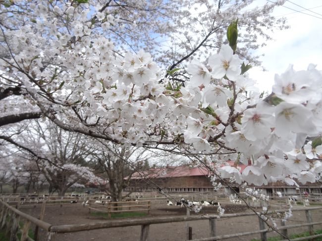 東京では一月前に散ってしまった桜を追いかけて、GWは北東北へ。<br />岩手県では、小岩井農場と龍泉洞に行って来ました。<br />途中で食べたジェラートがとても美味しかった。<br /><br />東北の遅い春の記録です。<br /><br /><br />【行程】<br />　4/27(日)【青森編】弘前城、盛美園　http://4travel.jp/travelogue/10900573<br />　4/28(月)【秋田編】角館、田沢湖　http://4travel.jp/travelogue/10900592<br />★4/29(祝)【岩手編】小岩井農場、龍泉洞<br /><br />【交通手段】<br />　自家用車、レンタカー
