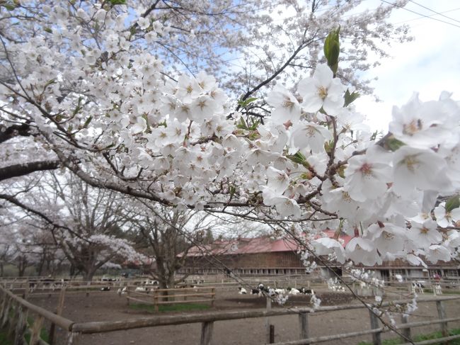 GW北東北桜紀行【岩手編】～小岩井農場で和んだあとは、ひんやり鍾乳洞・龍泉洞へ～