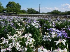 6月の花と鳥を探して その2  乙戸沼公園へ