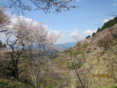 京都の桜を歩く旅