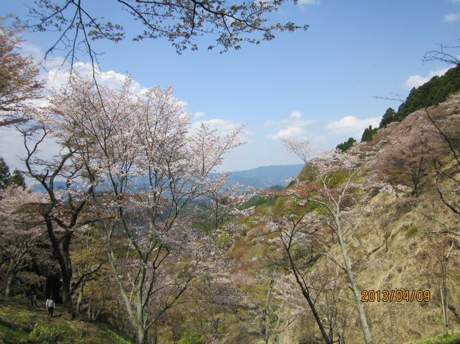 京都には昨年も来て、市内を初めてゆっくり回った。少しは市内の地理も分かったところで、今度は桜を見に行くことにした。<br />せっかくの機会なので日本一の桜の名所、吉野山にも行ってみることにした。<br /><br /><br />桜の開花時期に合わせて旅行日程を組むのはとても難しい。今年というか昨年の冬の入り口からシーズンの到来がどうもおかしい。2012年12月の初旬には、日本海側の雪国ではかなりの積雪があって、12月中にラクにスキー場がオープンできるほどだった。12月にスキーができるなんて、昭和40年代初めの頃以来ではないかという気がする。さらに雪は続き、2013年に入るとドカ雪があって酸ヶ湯では史上最高の積雪を記録したほどだ。<br />こんななので関東でも寒い日が続き、小田原の曽我の梅林の梅まつりでは開花している梅は数えるほどしかなかったそうだ。天気予報の森田さんも、誰もが桜の開花は遅いだろうと予測した。<br />というようなことから、4月8日〜10日という日程で宿とJRを予約した。京都の方が関東より開花は遅いから丁度良いのではないかと思っていた。ところが、すべての手配が終わって3月になると、急に20度を超えるような陽気になったり再び寒い日が来たりして冬も終わり、という陽気になった。関東地方では20度を超える日が何日か続いたあと、3月23日という早い時期に開花宣言が出されてしまった。自分たちが近所でお花見をやったのが3月29日なので、それから考えれば4月8日というのはいかにも遅すぎる。<br />さらに悪いことに旅行直前の4月6日から7日にかけて春の台風といえるくらいの風雨があり、自宅周辺の桜はすっかり落ちてしまった。<br />そんな状況の中で京都へ行ったので、もうあきらめムードになっていた。ところが新幹線で関ヶ原付近を通ると、まだ結構綺麗に咲いている。京都到着後、都ホテルに荷物を預けてから乗ったタクシーの運転手さんに桜状況を聞きながら行ってみたところ、鴨川周辺はもうけっこう散っている。哲学の道あたりもかなり散っている、とのこと。でも南禅寺へ着く直前に通った京都美術館あたりが綺麗に見えたのでそこへ行ってみることにした。<br />前回の京都旅行の時は、銀閣寺から哲学の道を歩いて南禅寺で終わりにしてしまったが、ここからすぐにインクラインと琵琶湖疏水がある。インクラインは線路の両側に桜の枝が伸びていて、咲いていればたしかに綺麗だろうと想像はできるが、ここは既に散っていた。琵琶湖疏水には小さな観光船があって20分で湖面からの桜を見て来れるようになっている。でも一人千円もするので止めた。その代り、湖面を走る船と桜の景色を写真に撮ることができた。この琵琶湖疏水沿いの桜はまだ満開状態で、水面とのコントラストも良く綺麗な写真が撮れた。疏水沿いに歩いて、平安神宮の入り口まで行く。平安神宮周辺の岡崎公園なんかも桜が綺麗だった。<br />平安神宮から出てくると、もう11時半くらいなのでお昼にする。お昼は平安神宮入り口の交差点角にセブンイレブンがあったので、そこでオニギリを買って京都美術館の中庭へ行く。幸い琵琶湖疏水沿いの桜の下のベンチが空いていて、お花見をしながらお昼を食べることができた。ここには鳩がたくさんいて、お弁当を広げると寄ってくる。ご飯粒やパンのかけらをあげると喜んで食べてしまう。人懐こいやつは、手のひらにおいても食べにくる。<br /><br />ここから地下鉄で二条城へ行く。地下鉄は南禅寺から琵琶湖疏水と反対側に歩いて5分くらいのところに蹴上駅というのがある。でも二条城へ行くのは東西線から烏丸線に烏丸御池駅で乗り換える必要がある。二条城は駅の階段を上がって交差点を渡った正面だった。ここは初めて来るところなので内部も見学。桜は外へ出て中庭にたくさん咲いていた。<br />1日目の観光はこれで終了してホテルへ。でも帰りにホテル向かいのイオンモールに寄って僕の靴を買った。家から履いてきた靴がドライブ用の靴で敷き革もなかったので1日で足の裏が痛くなってしまったのだ。吉野山に備えて、ウオーキング用の靴も買った。この日の夕食はホテル内のバイキング。肉や伊勢海老も出るということだが、肉は柔らかかったが少し小さかった。伊勢海老も小さかった。お代わりもしたのでモトは取ったかもしれないがビール込みで二人で一万円は高いかもしれない。<br /><br />2日目は吉野山観光に費やした。一口に「吉野山」というが、吉野山までの遠いこと。近鉄特急で京都から片道2時間ほど掛かる。従って、現地観光は4時間ほどしかとれない。しかも橿原神宮から先は、山また山の連続。険しい山ではないが、奥多摩の中を電車が走っていると思えば間違いない。お花見シーズン以外は電車も必要ないんじゃないかと思うようなところだった。<br />そんな電車でも近鉄特急は全席座席指定なのでラクだった。でも吉野の駅を出たらダッシュが始まる。ケーブルかバスに乗らなければならない。徒歩の登山では4時間の滞在時間ではとても無理。はじめケーブルに並ぼうとしたが、バスは中千本まで行く、というのでバスの方にした。バスは20分くらい掛けて中千本公園まで行く。そのワキの急な階段を登ると上の道に出て、そこから上千本行きのシャトルバスが出る。ところがバスはマイクロだし、人は多いので列はえんえんと長く伸びている。登山道を歩いても上の千本まで40分くらいだ、というので歩くことにする。もうここまで登ると綺麗な桜があっちこっちにあるので写真を撮りながらゆっくり登る。途中の売店などを覘いたりしながら急な坂もあったが上千本まで行くことができた。このすぐ下に小広くなった草地があったのでそこでお昼にする。お昼は京都駅で駅弁を買ってきたのだ。でもお尻に敷くシートが何もない。お弁当を入れてきた買い物袋やビニールで何とか二人分の席を作った。この広場は桜に囲まれお花見ベース。おじさんたちやおばさんたちがお花見をしていたが、ここにも外国人がいた。<br />上千本のあたりがちょうど満開で、中千本、下千本と下るに連れて葉っぱやまわりの木々の緑が増える。この吉野山では全山桜という訳ではなくて、桜は多いのだが他の木々と混在しているため、綺麗に見えるポイントとそれほどでもないところがある。<br />それともう一つ。登山道が自動車通行止めになっていないので車が来るたびに邪魔になる。シーズン中は全面通行止めにすべき。ケーブル山頂駅周辺だけが歩行者優先になっているが、この周辺は売店も多いので人も凄かった。<br />上千本からゆっくり歩いても1時間半くらいで近鉄の駅に戻る。まだ時間があるので小さな甘味所へ入ってゆっくり椅子に座った。<br />吉野山は桜の木の数より人間の方が多い。どこへ行っても人々々。写真を撮るにもタイミングをみないと人が入ってしまう。話のタネに来てはみたけど、そんなに良いところとは思えなかった。桜が集中して咲いている、なんていうところなら高遠とか弘前の方が良いのではないか。ただ、山の下から上まで桜があるので1か月に渡って桜を楽しめる、と言う点は他のところにはないかもしれない。<br />帰りの近鉄特急も満席で京都帰着は16時50分。この日は伊勢丹の8階、加賀屋で会席料理を食べた。加賀屋は能登の加賀屋なのでサービスは良かった。<br /><br />最終日は前日の吉野山で疲れたので市内の近場だけ。前回も錦市場へは行かなかったので四条まで地下鉄で行って少し歩く。午前中だったので賑やかではなかったが、順次店を開けていて試食などもさせてくれた。文子は漬物のお土産は全部、ここで買った。<br />昼食後は徒歩で九条の方へ歩く。いつも新幹線の窓から見える五重塔は東寺のものだが、まだ東寺には行ったことがないので行ってみた。駅のホテルが八条なので歩いても時間は掛からない。でも東寺の広いこと。しかも五重塔を囲むように桜があって丁度満開だった。予定になく来てみたけど、最後に行ってなんだか得をした気分で帰ることができた。駅で最後の買い物をしてホテルへ戻ったのは3時頃。新幹線は16時30分発なので、荷物の入れ替えを終わったあとはホテルのロビーで座って休んでいた。<br /><br />桜を見るつもりで予定を組んだ京都。天候にも恵まれ、桜も残っていて最高の休日を過ごすことができた。またいつか、今度は違う季節に来てみたい。<br />