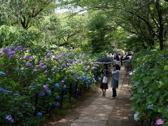 松戸　本土寺（あじさい寺） ２014