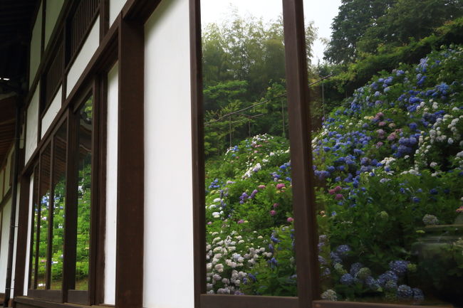 今年も紫陽花の綺麗な季節がきました。<br /><br />まだ行った事の無い紫陽花を見に京都へ行ってきました。<br /><br />『東光院』→『丹州觀音寺』→『円満院』と廻ってきました。
