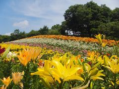 百合の香りに包まれて