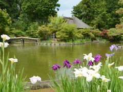 梅宮大社　花菖蒲と紫陽花の風景！2014年