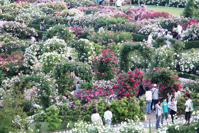 　泉南市農業公園「花咲きファーム」のイングリッシュローズガーデンで初めての一夜限りのキャンドル物語　2014 に行ってきました。<br /><br />　樽井駅と市役所から無料バスがでていました。<br /><br />　駐車場が狭いため道路は渋滞で午後9時の終了時間に近づいてからも混雑していました。