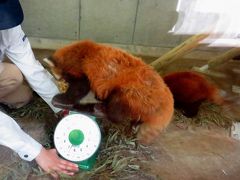 初夏のレッサーパンダ紀行【12】 到津の森公園＆大牟田市動物園＆福岡市動物園　楠君、２３歳誕生日おめでとう！！素晴らしい到津おじいちゃんズ！！ 福岡パンダ近況報告ｂｙ３園１日回り！！