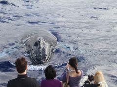 鯨が呼ぶ島マウイ
