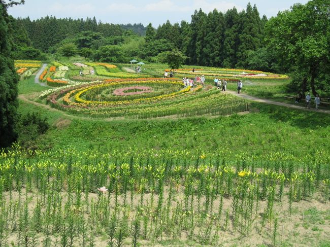 　あやめ園でゆり園の入園料も支払ったので、あやめ園の出口にあるあやめの里でピーマンの苗を購入してから、ゆり園へ向かいました。<br /><br />　国道398号から狭い道に入り、途中の田圃道で稲の生育が順調そうなのを見て、農家でもないのに安堵しました。生き物がちゃんと育っているのは、何であれ喜ばしいことです！<br />　さらに集落の間の坂道を登って進むと、山道になッたので少し心配になりかかった頃、ようやくゆり園が見えてきました。<br /><br />　ゆり園の駐車場には、大型の観光バスが駐車しており、あやめ園から移動した団体さんたちが、すでに園内にいるようでした。<br />　案の定、これから見に行くはくさんちどりたちと入れ違いに、団体さんたちは戻リ始めており、ゆりの苗を持つ人や、ソフトクリームを口にする人などとすれ違いました。<br />　わずかな時間差のおかげで、園内ではゆっくり思う存分各種のゆりを見回ることができました。<br /><br />　一迫のゆり園には、200種・15万本のゆりが植えられているそうです。一部を除いては、苗を譲ってもらうことができるので、入園の記念にもなります。<br />　借りている農園に、防虫用のマリーゴールドだけでは味気ないので、華やかさを添えるために１本買いました。<br /><br />　肝腎のゆり園ですか？<br />　いうことなしです！<br />　メインは、宇宙の銀河をイメージさせる楕円形に配列した各種のゆりで、叶うことなら、上空から俯瞰したいと思ったくらいです。<br />　いつものように、勝手に『ゆり銀河』と名づけました。ちょっと気取ると、『リリーギャラクシー』です。<br /><br />　近場にありながら、これまで訪れたことがなかったのが惜しいくらいでした。<br />