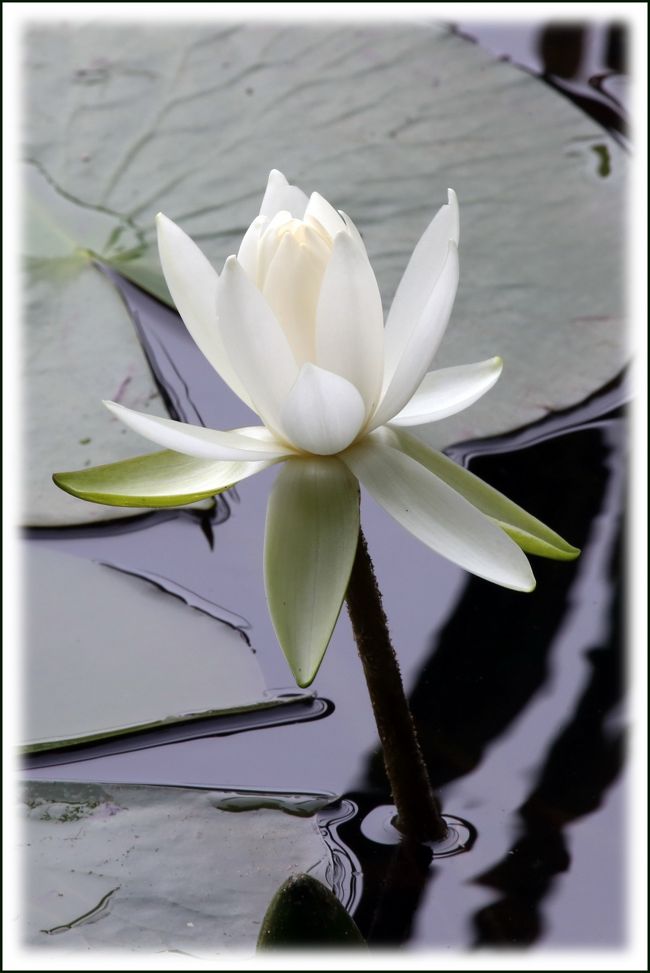 ■水の妖精‘睡蓮の花’と花菖蒲と紫陽花が咲き競っていた‘蛇の池’<br /><br />　極楽寺山は標高６９３ｍ、廿日市市と広島市の境にそびえる名峰です。山頂近くの「蛇の池」は睡蓮の池として有名で、６月下旬から９月下旬にかけて、赤・白・黄・ピンク色の睡蓮の花々が湖面に咲き競います。<br />　スイレン属はＮｙｍｐｈａｅａと言われるところから水の妖精と形容される花です。花言葉は「清純な心」「優しさ」「甘美」などです。<br />　睡蓮は蓮とちがって基本的に葉に切り込みが入ります。花はほとんど水面に咲きます。<br />　蛇の池伝説・・・蛇の池に住む蛇は頭が八つ、尻尾が三本あり、毎年春の雨の夜に出雲に這って行き、秋には（娘をさらって）帰ってくるといわれ、スサノオノミコトが大蛇を退治されてからはこの蛇の這う音が聞こえなくなったとも云われています。<br /><br />【手記】<br />　毎年訪れている極楽寺山です。今年も山頂近くの蛇の池で水の妖精と形容される花‘睡蓮’や花菖蒲や紫陽花が咲き競っていました。