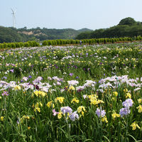 ６月の福井を楽しむ　庭園・花菖蒲・紫陽花・百合・歴史 3　北潟湖畔花菖蒲圓と吉崎御坊