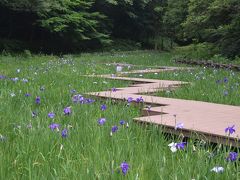 ６月の花（花菖蒲、紫陽花など）　県立四季の森公園、泉谷寺、旧安田庭園　２０１４年