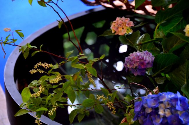 花と器のハーモニー　２０１４　　今年はスィーツ　　～山手２３４番館・エリスマン邸・ベーリックホール～