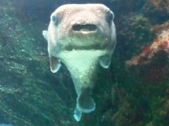美ら海水族館　格安利用