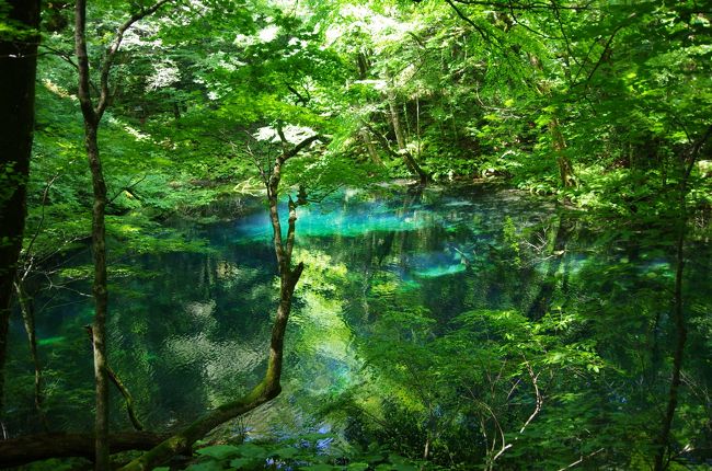 白神の森に続き、十二湖へ。どちらも日本の森って感じで緑がすごくキレイでした♪<br />