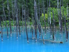 ウニとラベンダーの季節到来！北海道初夏の旅　④青い池、四季彩の丘と美瑛野菜のランチ
