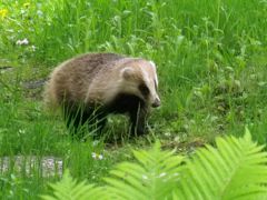 ふだん着の休日　アナクマと遭遇　-4