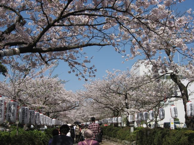 四季折々、色々な花を咲かせ楽しませてくれる鎌倉。<br />鶴岡八幡宮の参道である若宮大路。その参道の中央を一段高く造った段葛は桜のアーチとなり美しい参道になります。その参道を桜が満開の時に歩いてみたいと思っていました。<br />混雑覚悟で、鎌倉五山第3・4・5位を巡って来ました。<br /><br />● 参拝寺社　東慶寺　浄智寺　銭洗弁財天　寿福寺　浄妙寺　鶴岡八幡宮