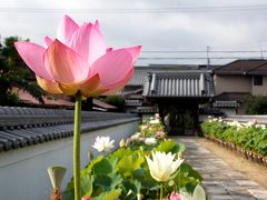 豊田市「随応院」の蓮の花