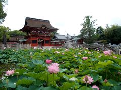 岡崎市「伊賀八幡宮」の蓮の花