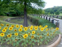 東浦町「於大公園」のひまわり・半夏生　ほか