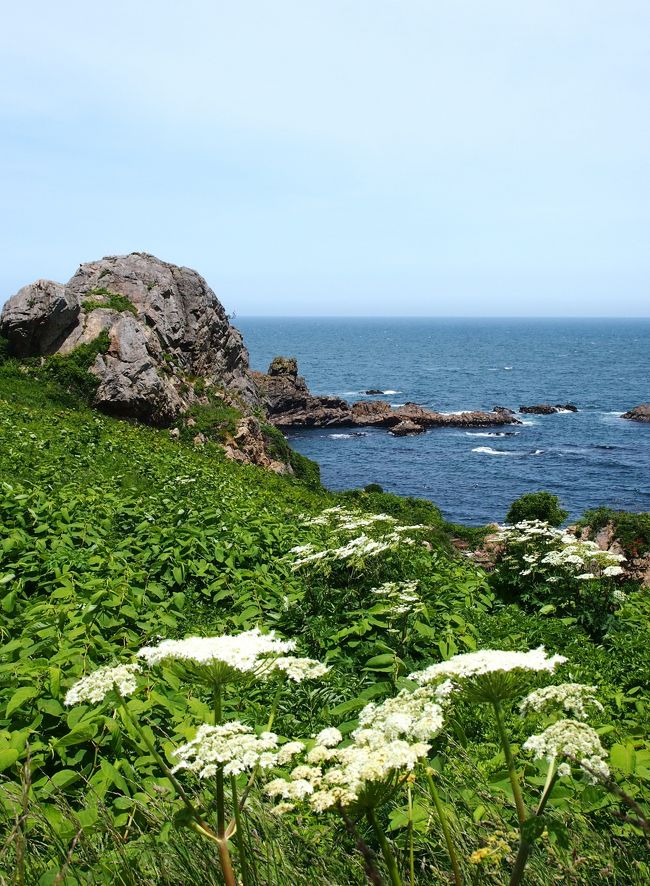 観光ＰＲのパンフレットで見た、八戸市・種差海岸の風景。緑色の天然芝生が波打ち際にまで広がる美しい光景。大げさに言っちゃうと、英国のセブンシスターズの岸壁をちょっと思い出してしまった・・・。<br /><br />何ｋｍにも亘る海岸の遊歩道を歩いて、風景を楽しむだけだから、目の悪い連れ合いには気の毒なだけかなぁ・・・と思っていた（といっても、そのうち引き連れて訪れるつもりだったのだが・・・）。<br /><br />一方、半年前から予定されていた連れ合いの３週間の入院。<br /><br />今回の治療に入る前の準備として、検査や扁桃腺摘出手術など、２度の入院を経てきた。前回入院までは、外科的治療のため、麻酔も使うし、万が一のことが起こらないとも限らないので、毎日様子見に行かざるを得なかった（病院が徒歩圏内の超近所にあるのも災い・・いや幸いして・・）。<br /><br />でも今回は、切った貼ったがない内科的治療のみで、本人に症状があるわけでもなく・・・しかも３週間と長丁場。<br /><br />そこで、連れ合い向きではない種差海岸にひとりで行ってこよう！と思ったのが今回の一人旅のそもそものプラン。<br /><br />普段は、目の悪い連れ合いを残して、自分だけ旅行へ・・・は、せいぜい１泊くらいが限度。<br /><br />この際だから、種差海岸のついでに周辺も・・・とプランを練っているうちに、無限に行きたいところは広がるばかり・・・。車を使わないので、行きたくても行けないところが多いけど・・・。周辺を繋げているうちに、５泊６日のプランとなってしまった。<br /><br />もっと広げていきたくもなったが、切りがないし、２人で来ればいいな・・・と思って、今回の旅行のプランが出来上がった。<br /><br />ひとりになっても、やっぱり１ヵ所でじっくり・・・というスタイルに変化はないので、日数の割にそんなに色々なところへは行っていない。<br /><br />連れ合いは、３泊４日くらいなら・・・と渋々言っていたが、連れ合いに限定される筋合いもないので「５泊６日になったよ～！（ひとりで）海外に行っちゃうよりはマシでしょ～？」と偉そうに宣言し、入院中で退屈している連れ合いには悪いけど、２００３年のイギリス一人旅以来・・・１１年ぶりの一人旅に出かけることになったのである。<br /><br />まずは、今回旅行のきっかけとなった種差海岸へ。<br /><br />