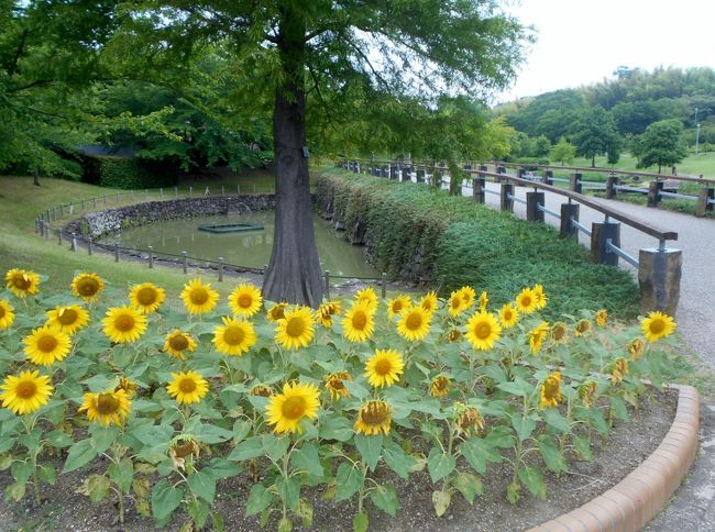 「安・近・短」というフレーズが流行語になりつつある昨今、我が家では「行・筋・鍛」をテーマに週末は近場の公園に出かけることが多いです。<br />今回は自宅の隣町東浦町にある於大公園の今が旬の植物を中心に散策時に撮影した画像をお届けしようと思います。